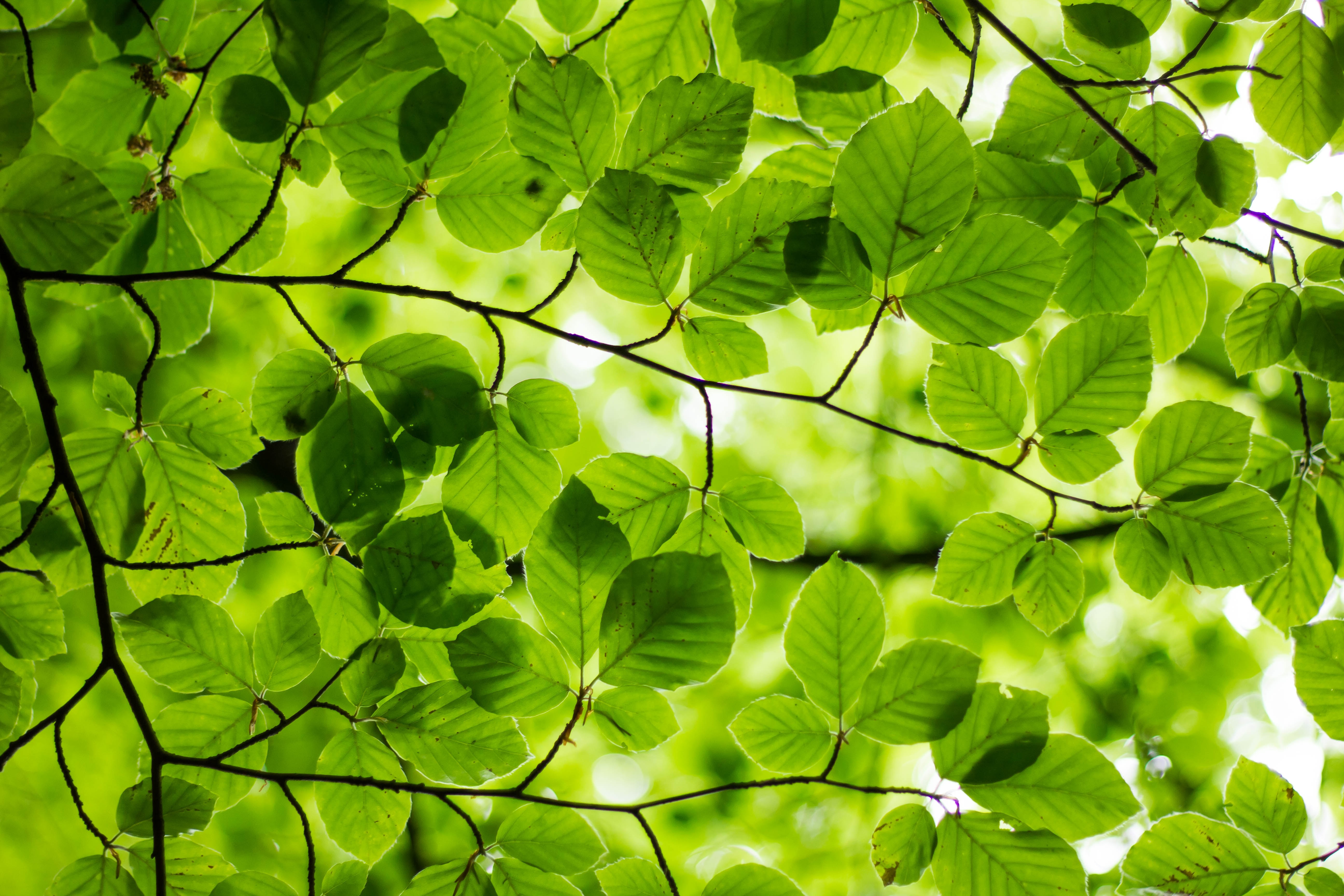 green leaves