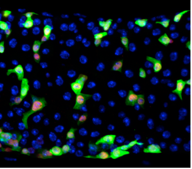 Image shows brightly coloured close up of stem cells from a fly gut
