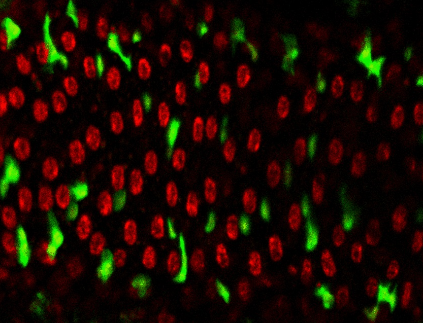 A brightly coloured close up of stem cells from a fly gut.