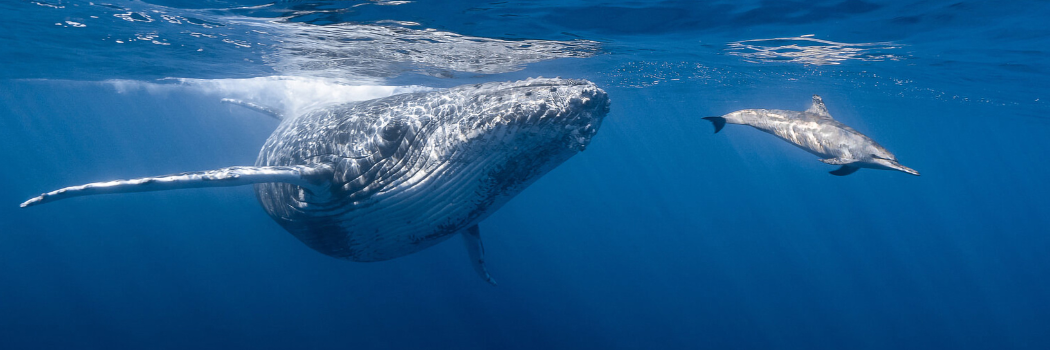 Underwater image showing a whale and a shark