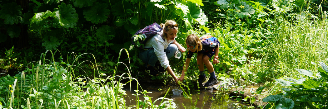 Long shot of a woman and a child crouching at the edge of a pond. They are holding a net and using it to pond dip. They are surrounded by lush green vegetation including large gunnera plants and reeds.