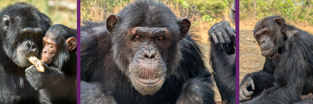 Chimpanzees with grass in their ears