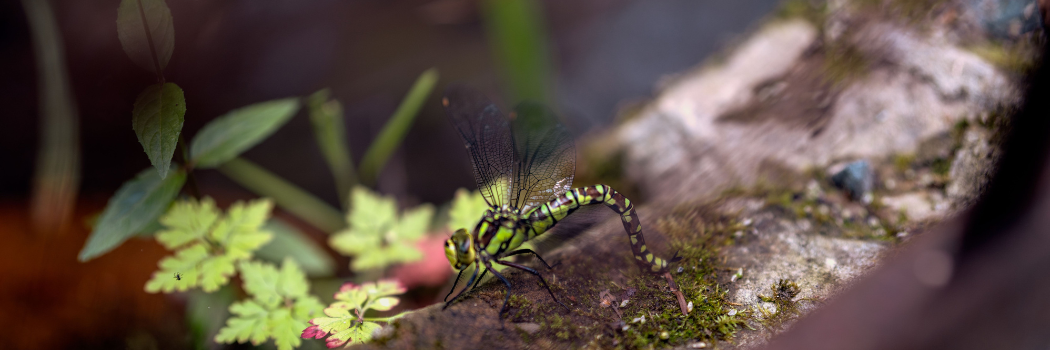 TNature positive