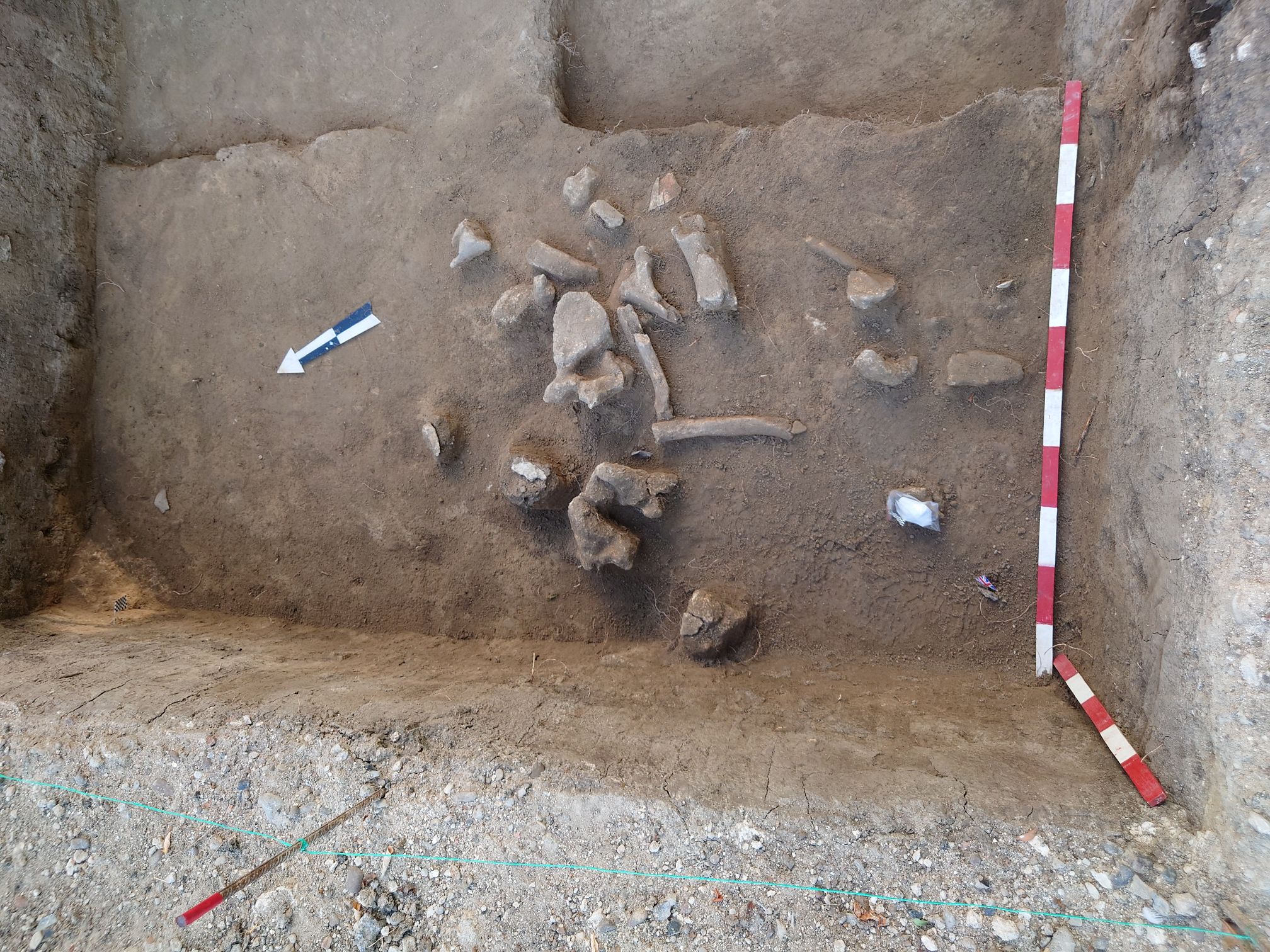 Archaeological excavation section showing mammoth thoracic vertebrae and ribs with stone tools. There is a metre stick for scale.