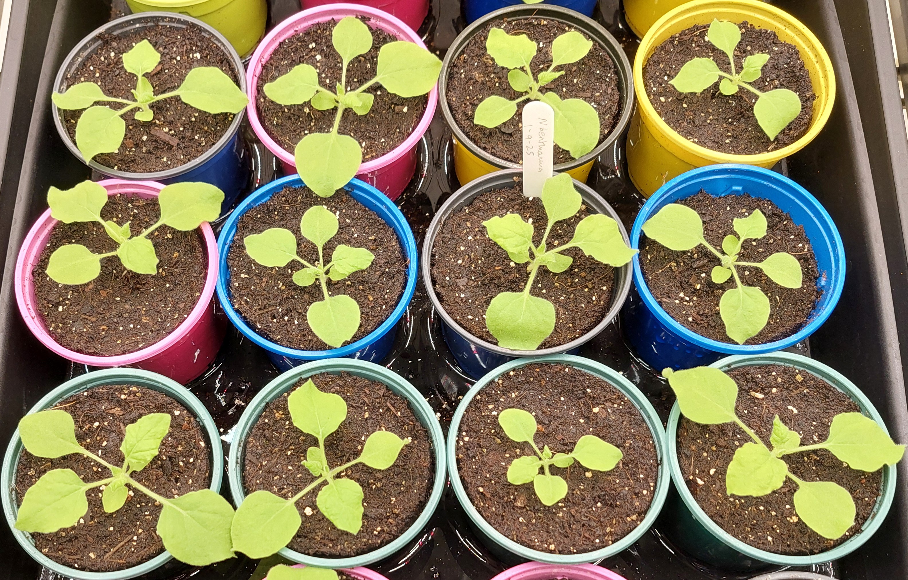 nicotiana benthamiana, tobacco, small plants