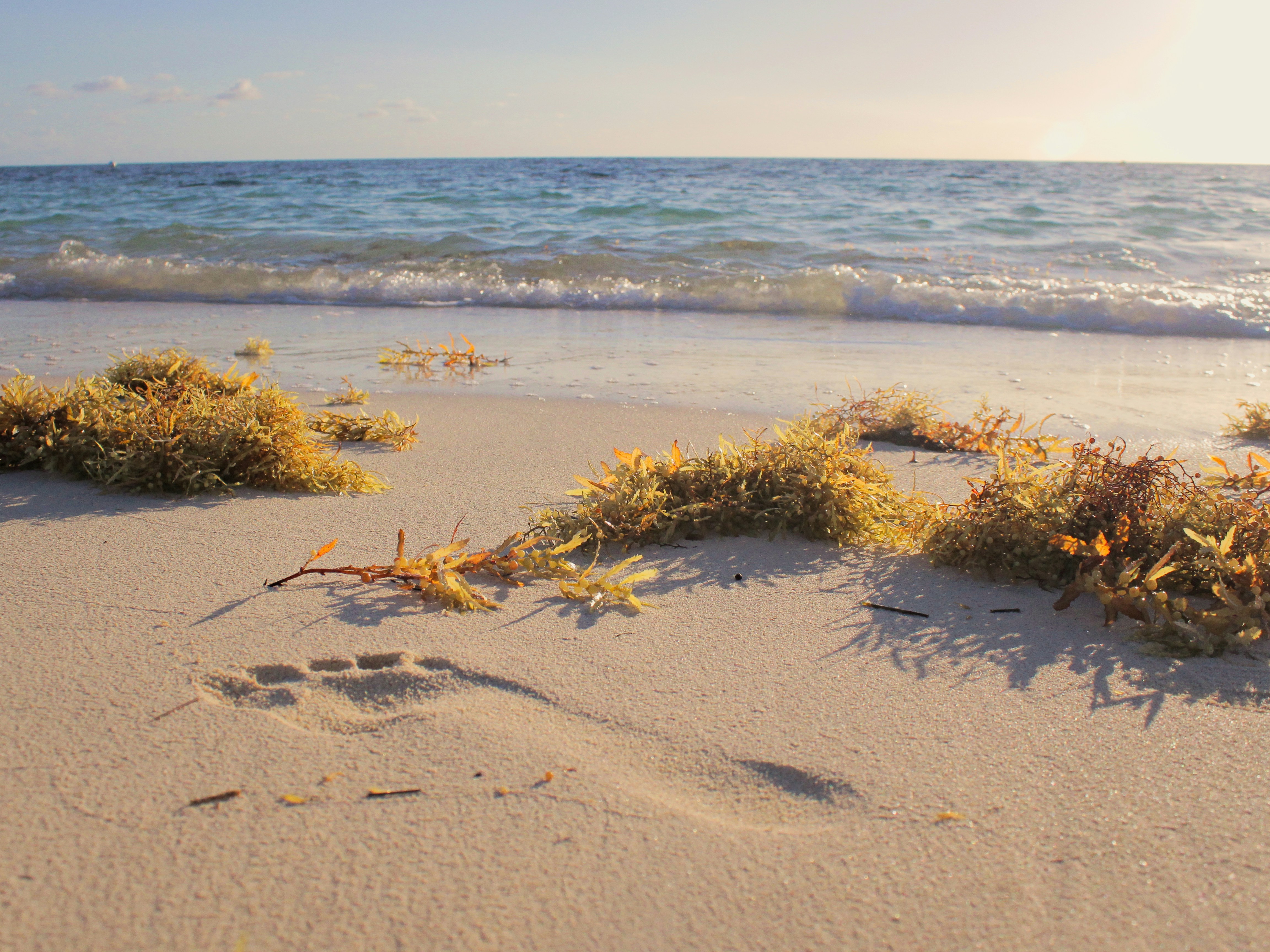 An image of a footprint in the sand by the shoreline