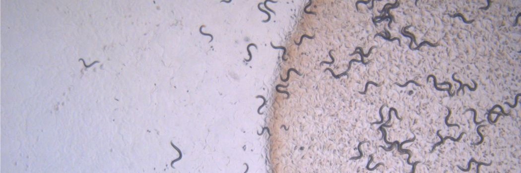 Hundreds or tony worms on and off bacteria which looks like a large semi circle