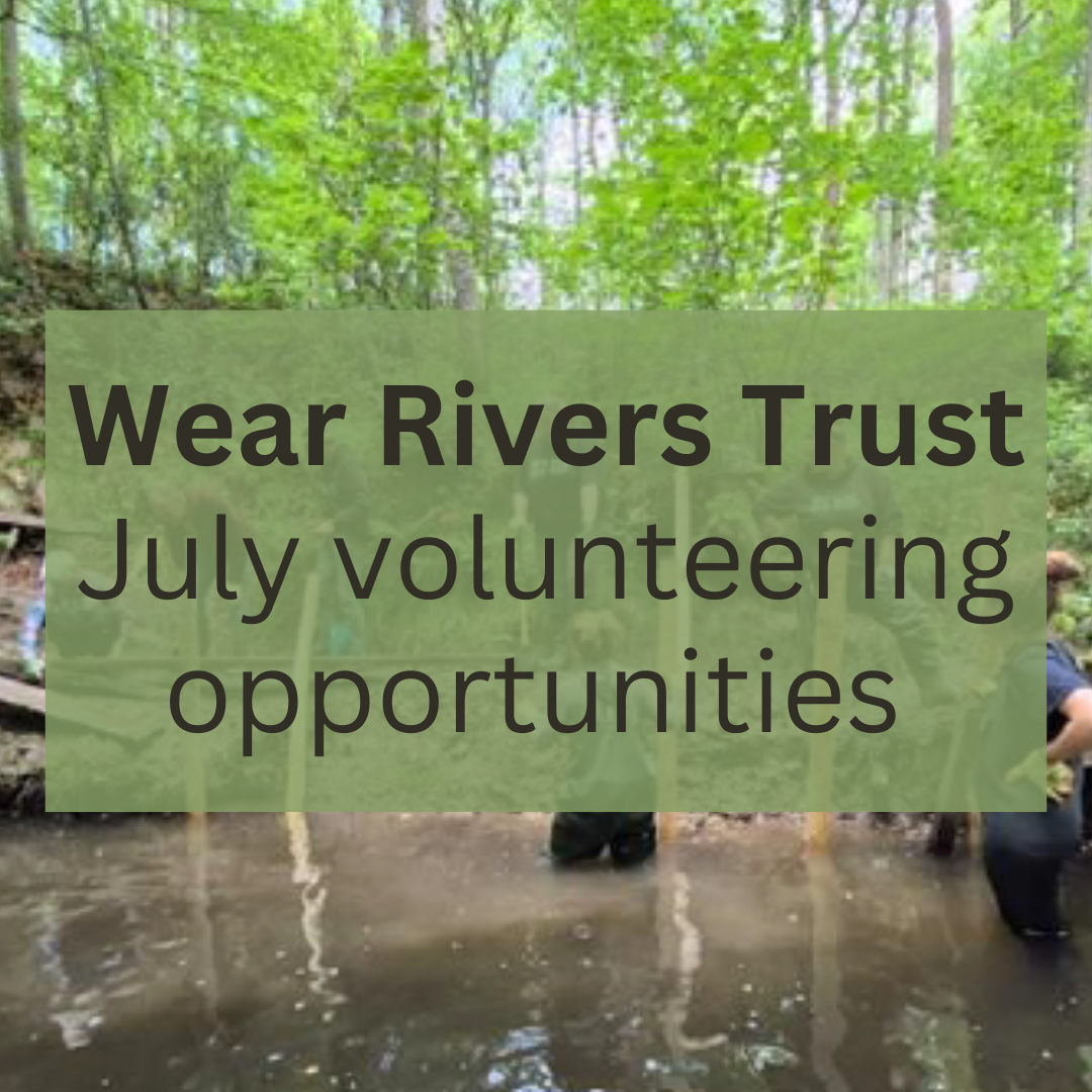 Wear Rivers Trust July volunteering opportunities