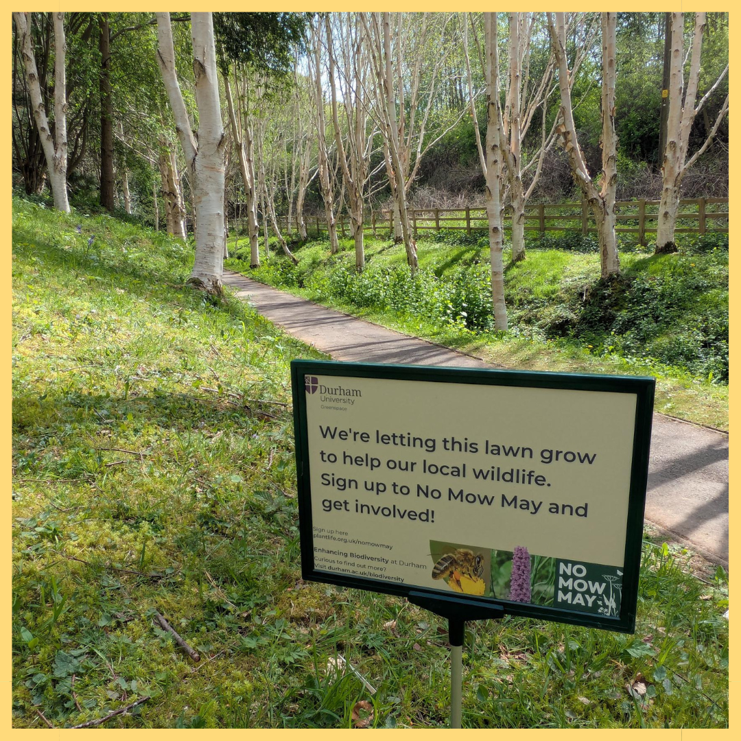 No Mow May 2025