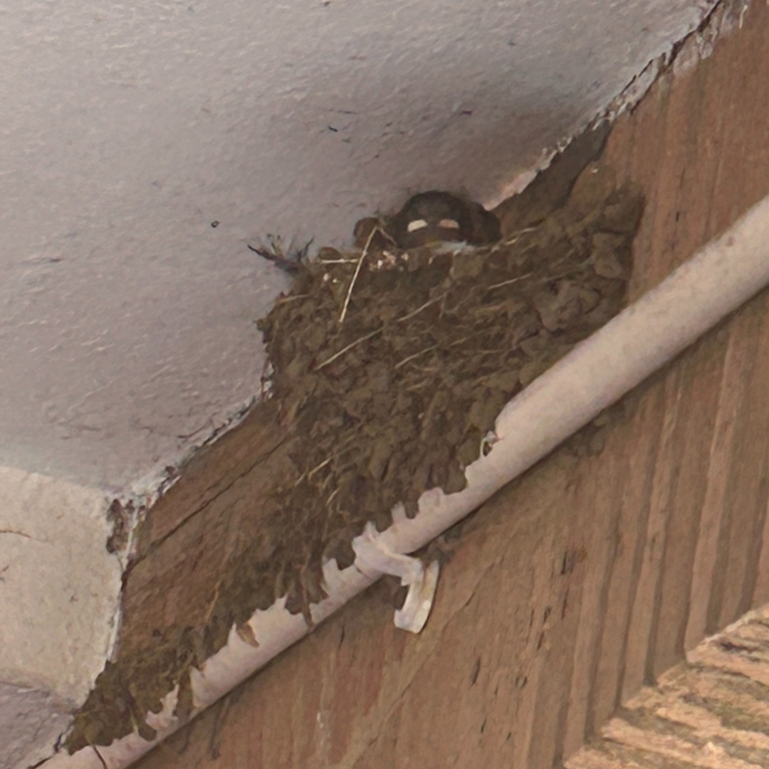 Swallows nest at Grey College