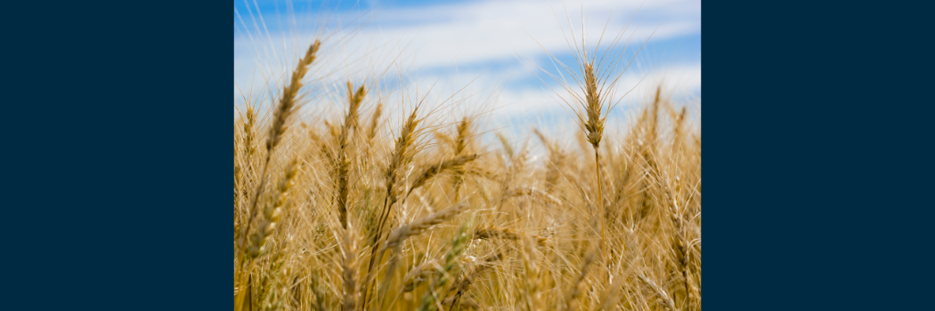 A field of wheat against the backdrop of a blue sky