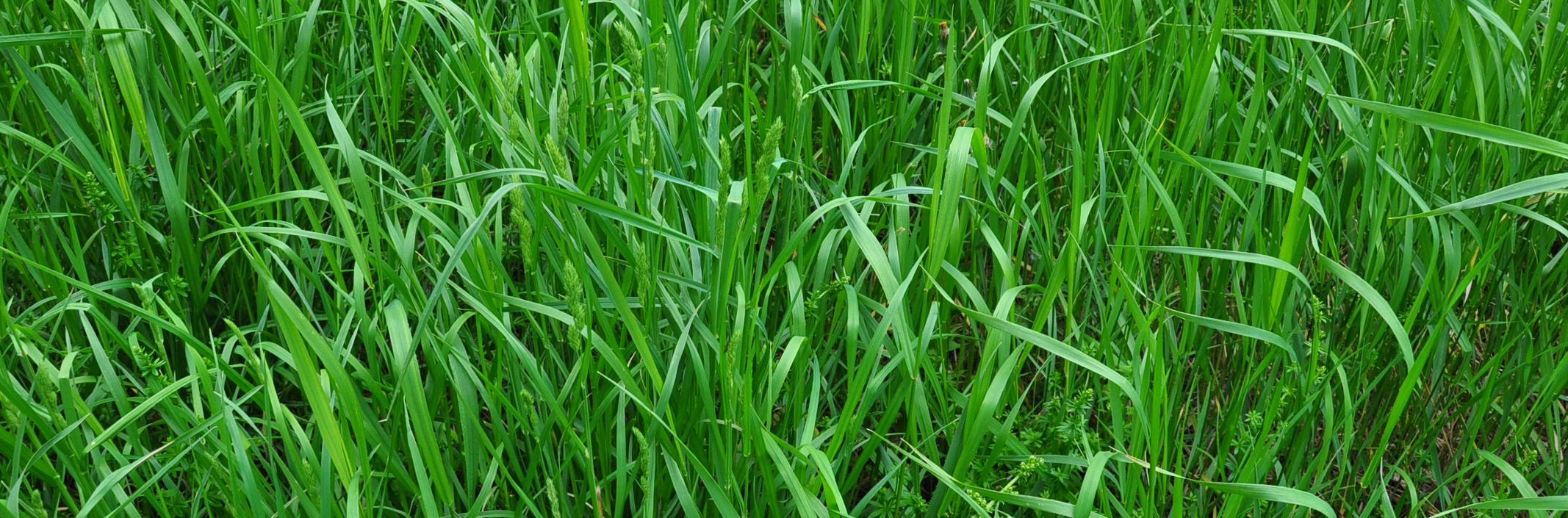 Visual art by Tiberiy Szilvashi depicting green grass, 2012