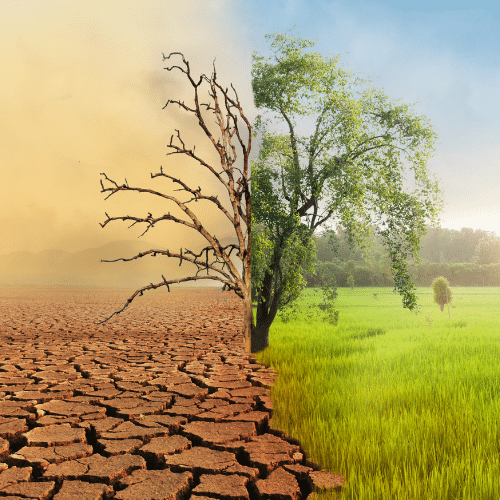 Illustration of climate change a tree half in drought half in green pasture