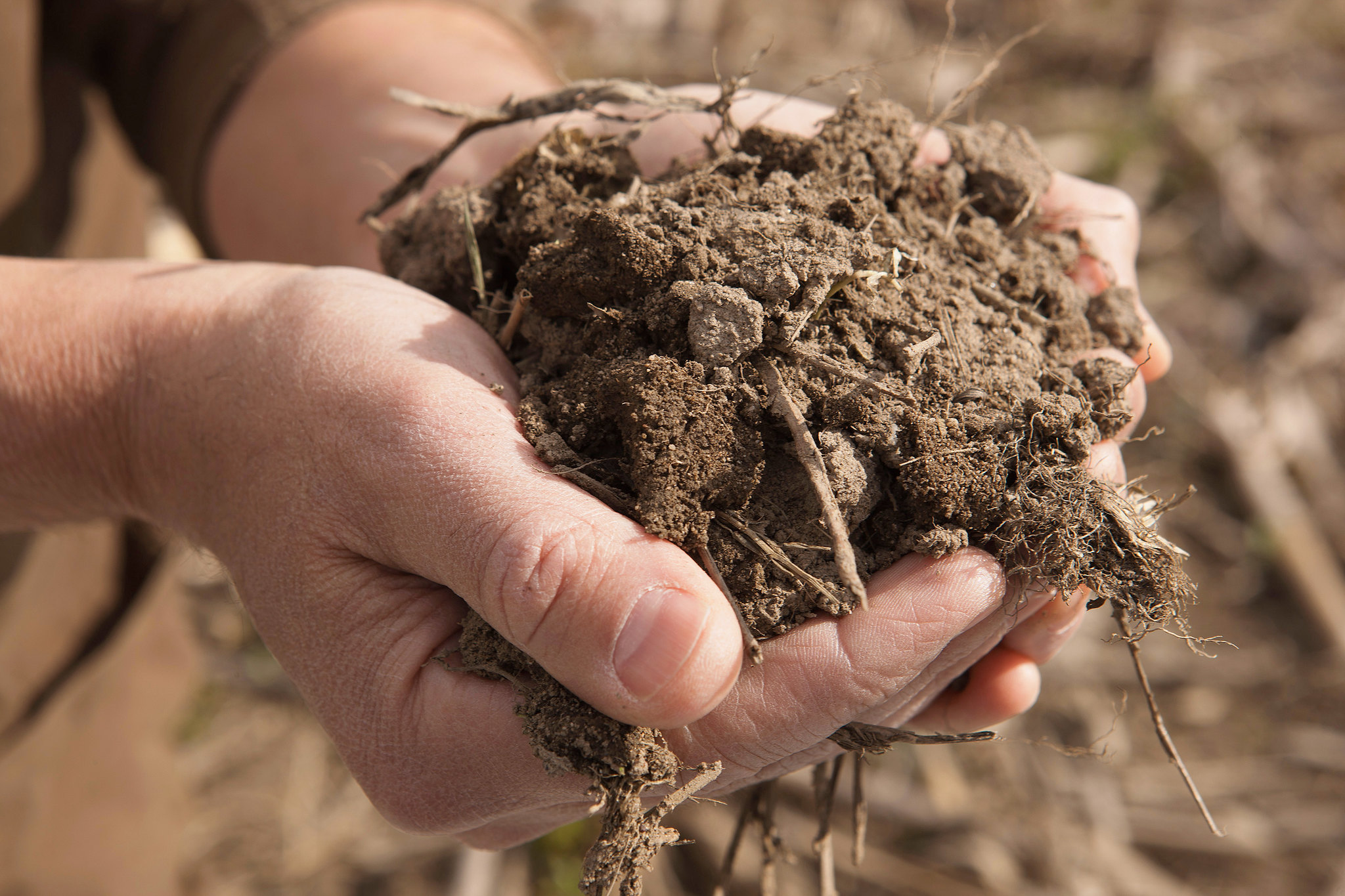 Hands holding soil